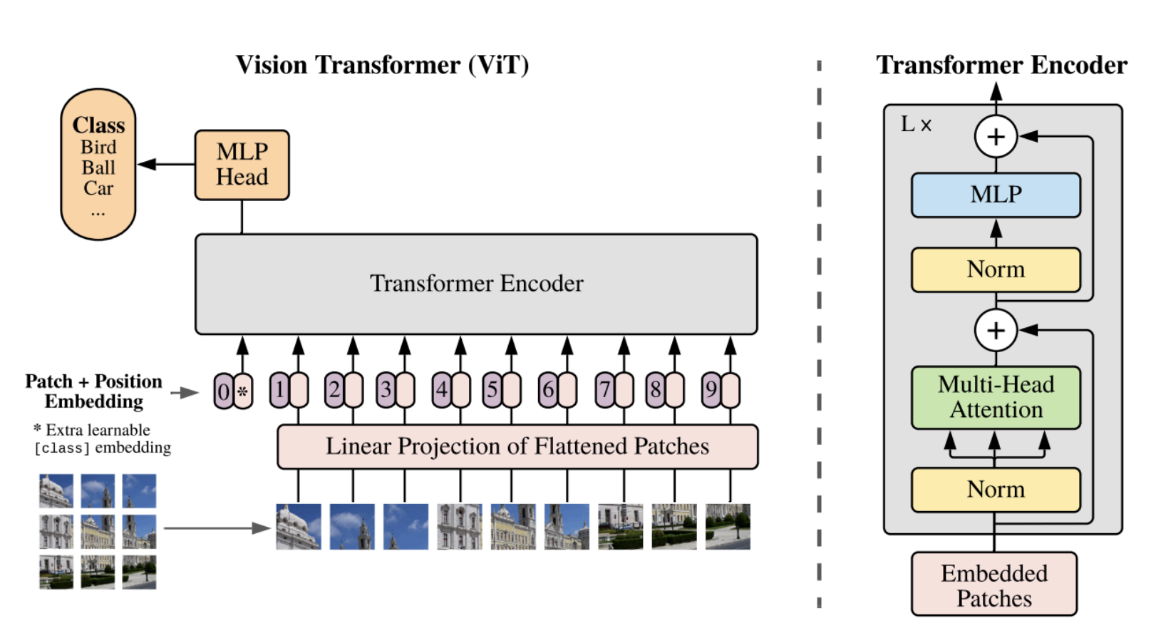 ViT Image